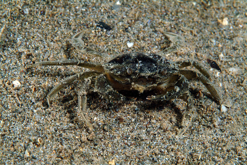 Carcinus sp.